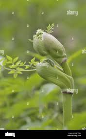 Image result for Angelica silvestris