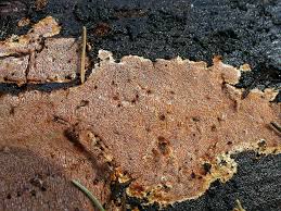 Attēlu rezultāti vaicājumam “Junghuhnia collabens”