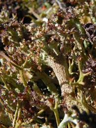 Attēlu rezultāti vaicājumam “Cladonia squamosa”