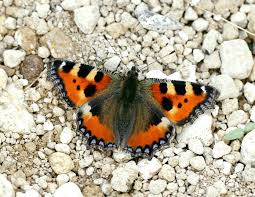 Image result for Small Tortoiseshell