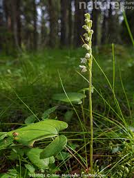 Attēlu rezultāti vaicājumam “Goodyera repens flower”