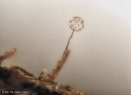 Attēlu rezultāti vaicājumam “Cribrariaceae”