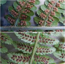 Attēlu rezultāti vaicājumam “Dryopteris filix-mas”