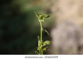 Attēlu rezultāti vaicājumam “Callitriche cophocarpa leaf”