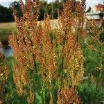 Attēlu rezultāti vaicājumam “Rumex thyrsiflorus”