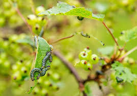 Attēlu rezultāti vaicājumam “Nematus ribesii”