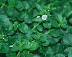 Attēlu rezultāti vaicājumam “Veronica serpyllifolia leaf”