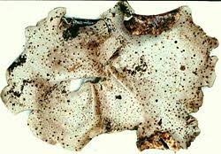 Attēlu rezultāti vaicājumam “Dermatocarpon miniatum”