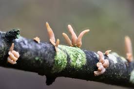 Attēlu rezultāti vaicājumam “Macrotyphula fistulosa var. contorta”