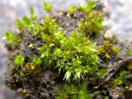 Attēlu rezultāti vaicājumam “Bryum moravicum”