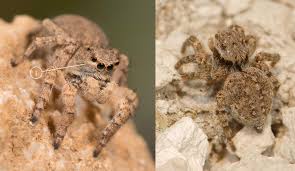 Attēlu rezultāti vaicājumam “Aelurillus v-insignitus”