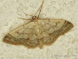 Attēlu rezultāti vaicājumam “Idaea biselata”