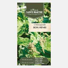 Attēlu rezultāti vaicājumam “Chenopodium bonus-henricus leaf”