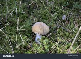 Attēlu rezultāti vaicājumam “Rozites caperata”