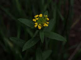 Attēlu rezultāti vaicājumam “Erysimum cheiranthoides flower”