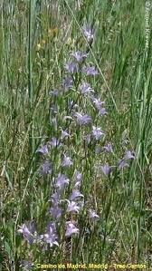 Image result for Campanula rapunculus