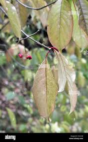 Attēlu rezultāti vaicājumam “Euonymus europaeus leaf”