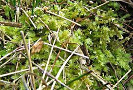 Attēlu rezultāti vaicājumam “Breidleria pratensis”