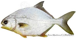 Image result for Trachinotus carolinus