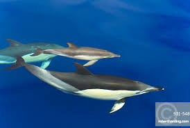 Image result for Delphinus delphis