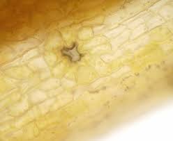 Attēlu rezultāti vaicājumam “Orthotrichum anomalum sporophyte”