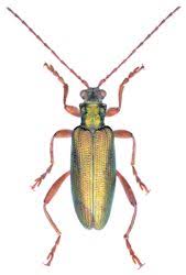 Attēlu rezultāti vaicājumam “Donacia clavipes”