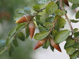 Attēlu rezultāti vaicājumam “Quercus”