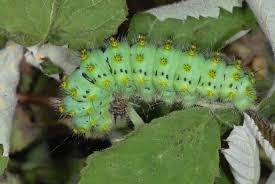 Attēlu rezultāti vaicājumam “Saturnia pavonia larva”
