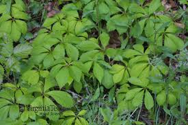 Attēlu rezultāti vaicājumam “Parthenocissus quinquefolia leaf”