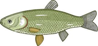 Image result for Ctenopharyngodon idella