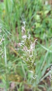 Attēlu rezultāti vaicājumam “Anthoxanthum odoratum”