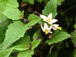 Attēlu rezultāti vaicājumam “Solanaceae”