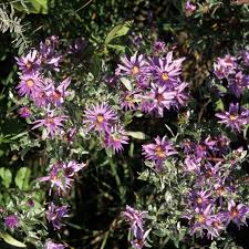 Attēlu rezultāti vaicājumam “Siphoptychium violaceum macro”