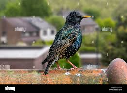 Attēlu rezultāti vaicājumam “Sturnus vulgaris male”