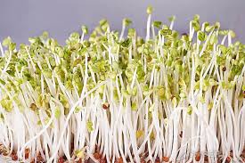 Image result for bean sprout