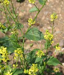 Attēlu rezultāti vaicājumam “Sinapis arvensis”