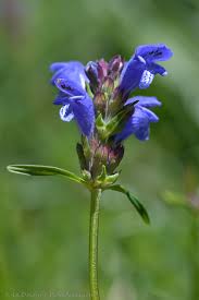 Attēlu rezultāti vaicājumam “Dracocephalum ruyschiana”