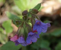Attēlu rezultāti vaicājumam “Pulmonaria obscura”