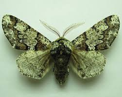 Attēlu rezultāti vaicājumam “Biston strataria”