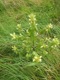 Attēlu rezultāti vaicājumam “Galeopsis speciosa”