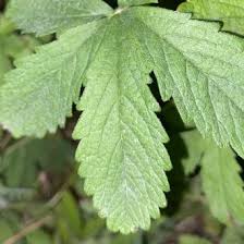 Attēlu rezultāti vaicājumam “Potentilla reptans leaf”