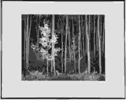 Image result for Ansel Adams Aspens New Mexico
