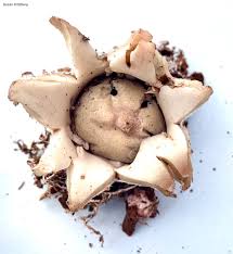 Attēlu rezultāti vaicājumam “Geastrum”