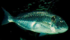 Image result for Sparus aurata