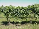 Grape - Vine
