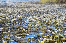 Attēlu rezultāti vaicājumam “Batrachium circinatum”