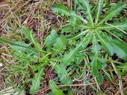 Attēlu rezultāti vaicājumam “Hypochaeris radicata leaf”