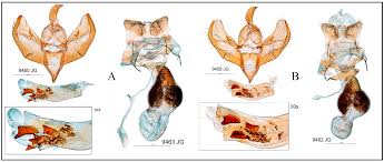 Attēlu rezultāti vaicājumam “Setina irrorella”