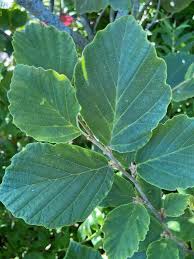 Attēlu rezultāti vaicājumam “Hamamelis japonica leaf”