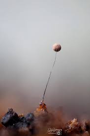 Attēlu rezultāti vaicājumam “Oligonema favogineum young”